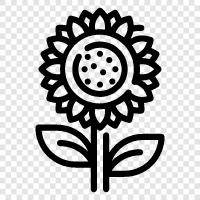 sunflowers, sunflower seeds, sunflower oil, Sunflower icon svg