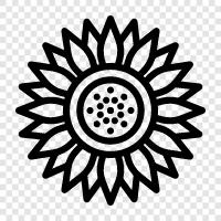 sunflowers, sunflower seeds, sunflower oil, Sunflower icon svg