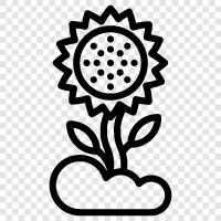 sunflowers, sunflower seeds, sunflower oil, sunflower meal icon svg