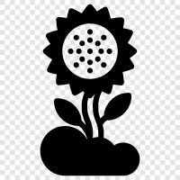 sunflowers, sunflower seeds, sunflower oil, Sunflower icon svg