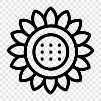 sunflowers, sunflower seed, sunflower oil, sunflower seeds icon svg