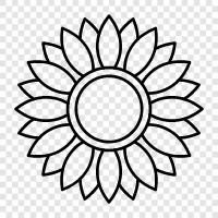 sunflowers, sunflower seeds, sunflower oil, sunflower plants icon svg