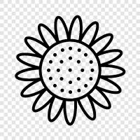 Sonnenblumen, Sonnenblumenkerne, Sonnenblumenöl symbol