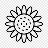 Sonnenblumen, Sonnenblumenkerne, Sonnenblumenöl symbol