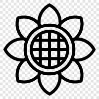 Sonnenblumen, Sonnenblumenkerne, Sonnenblumenöl symbol