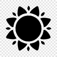 Sonnenblumen, Sonnenblumenkerne, Sonnenblumenöl symbol