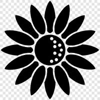 Sonnenblumen, Sonnenblumenöl, Sonnenblumenkerne, Sonnenblumenpflanzen symbol