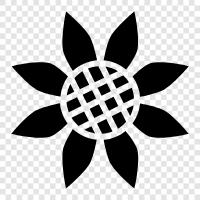 Sonnenblumen, Sonnenblumenkerne, Sonnenblumenöl symbol