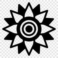 Sonnenblumen, Sonnenblumenkerne, Sonnenblumenöl symbol