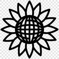 Sonnenblumen, Sonnenblumenkerne, Sonnenblumenöl, Sonnenblumenpflanzen symbol