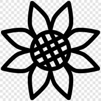 Sonnenblumen, Sonnenblumenkerne, Sonnenblumenöl, Sonnenblumenbutter symbol