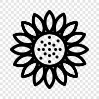 sunflowers, sunflower seeds, sunflower oil, Sunflower icon svg