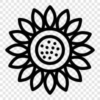 sunflowers, sunflower seeds, sunflower oil, Sunflower icon svg