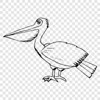 Pelican icon svg