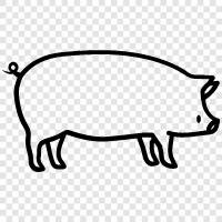 Swine, Hog, Boar, Castrated Sow icon svg