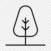 sycamore tree, cedar tree, oak tree, cedar wood icon svg