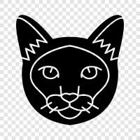 tabby, schwarz, weiß, Haushalt symbol