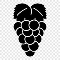 table grapes, wine grapes, raisins, dried grapes icon svg