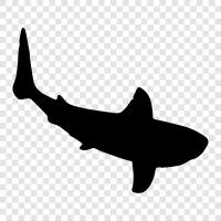 teeth, dorsal fin, swimming, endangered icon svg