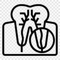 teeth, dental, oral, dental care icon svg