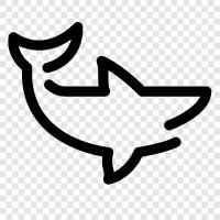 teeth, fin, attack, swimming icon svg