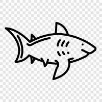 teeth, attacks, predators, Shark icon svg