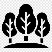 the, trees, leaves, forest floor icon svg