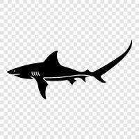 thresher, shark, large, deep icon svg