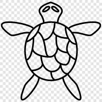 tortoise, aquatic, amphibian, conservation icon svg