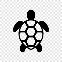 tortoise, freshwater, saltwater, carapace icon svg