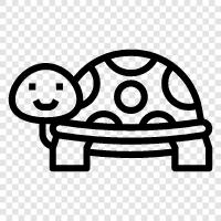 tortoise, aquatic, Florida, hermit icon svg