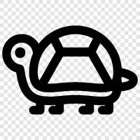 tortoise, reptile, amphibian, turtles icon svg