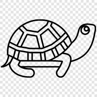 tortoise, amphibian, herpetology, conservation icon svg