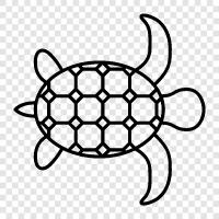 tortoise, slipper, aquatic, turtle icon svg