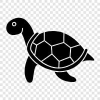 Schildkröte, Monitor, Karapaze, Lebensraum symbol