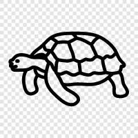 tortoise, Chelonian, carapace, plastron icon svg