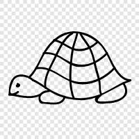 tortoise care, tortoise habitat, tortoise food, tortoise facts icon svg