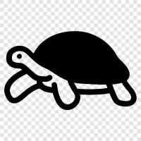 tortoise care, tortoise diet, tortoise habitat, tortoise information icon svg