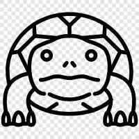 tortoise, monitor, carapace, plastron icon svg