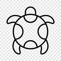 tortoise, hermit, wild, animal icon svg