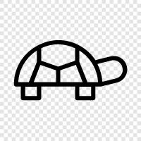 tortoise, aquatic, aquatic animal, aquatic environment icon svg