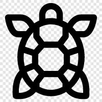 tortoise, carapace, back, plastron icon svg