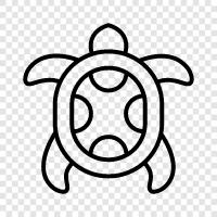 tortoise, turtles, tortoises, turtle icon svg