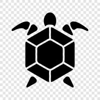 tortoise, reptiles, baby turtles, aquatic turtles icon svg