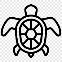 tortoise, sea turtle, loggerhead, hawksbill icon svg