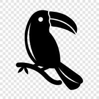 toucan Vogel, toucan Fakten, toucan Bilder, toucan Videos symbol