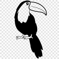 toucan bird, toucan species, toucan image, toucan pictures icon svg