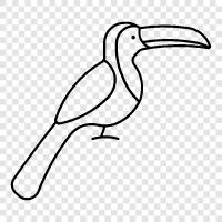 toucan bird, toucan nesting, toucan ecology, toucan migration icon svg