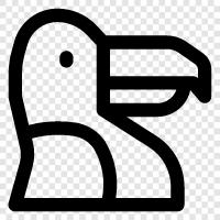 toucan Vogel, toucan Bilder, toucan Videos, toucan Fakten symbol