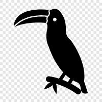 toucan Toucan, toucan care Toucan, toucan symbol